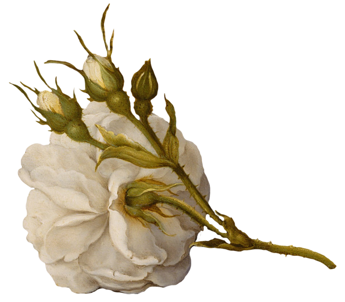 复古油画质感宫廷花卉植物花朵鲜花拼贴图案PNG免抠图片设计素材