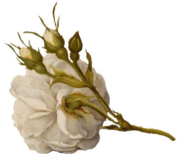 复古油画质感宫廷花卉植物花朵鲜花拼贴图案PNG免抠图片设计素材