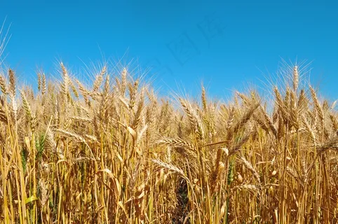 田野丰收小麦图片