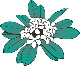 卡通动漫动画栀子花鲜花花草桂花海报名片免扣图片素材矢量图