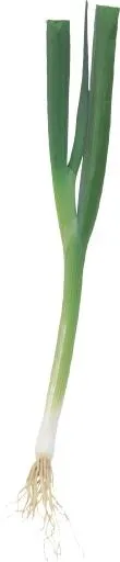 韭菜免抠(755x3502)