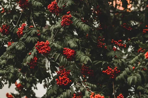 结果实的山楂树图片 结果实的山楂树图片