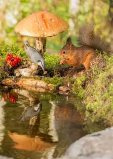 水边的松鼠小鸟蘑菇素材