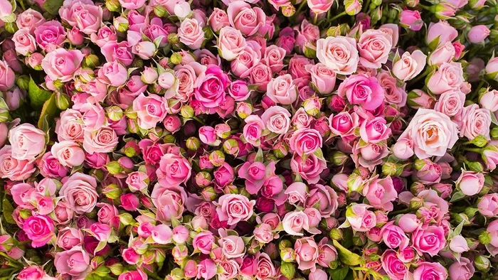 红色玫瑰花图片