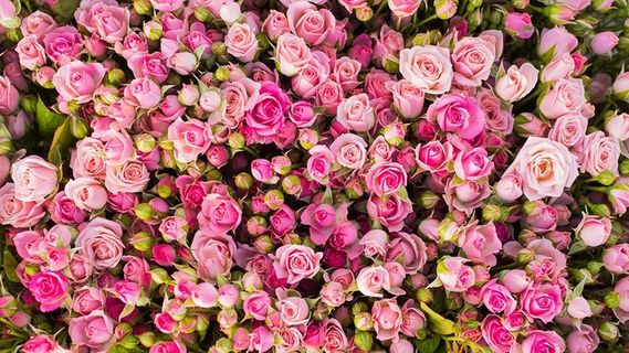 红色玫瑰花图片