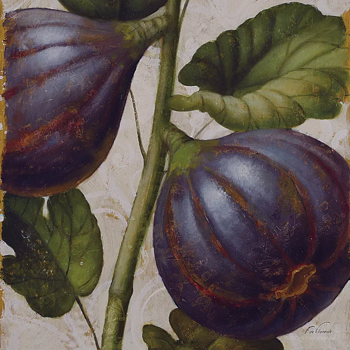 静物无花果插画