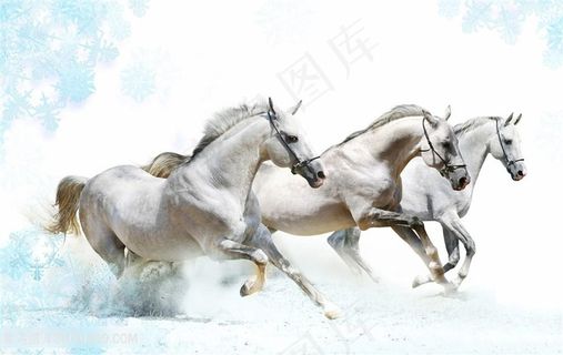 唯美野生动物滤镜的骏马图片 唯美野生动物滤镜的骏马图片
