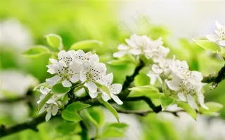 唯美苹果花鲜花图片