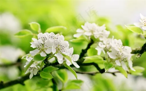 唯美苹果花鲜花图片 唯美苹果花鲜花图片