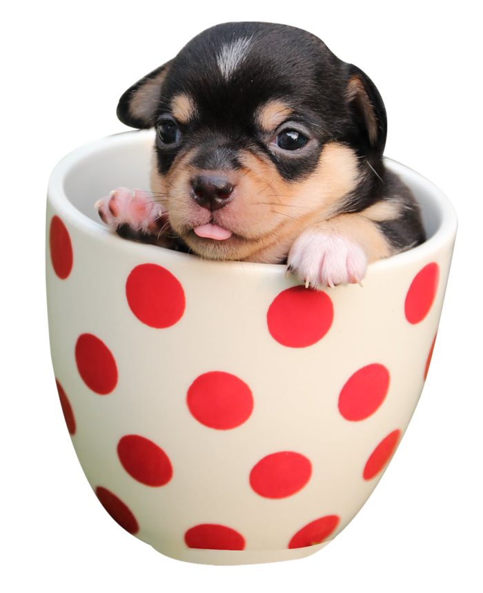 小狗茶杯犬宠物