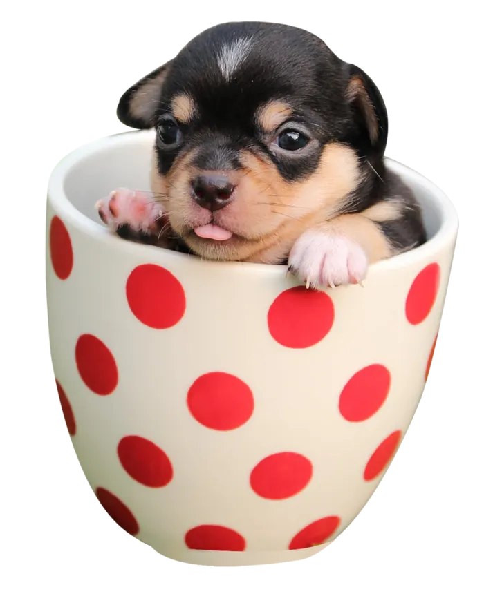 小狗茶杯犬宠物