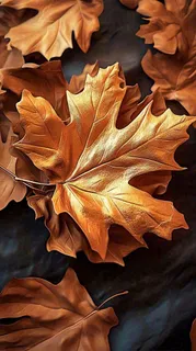 秋叶秋天落叶金黄色秋分