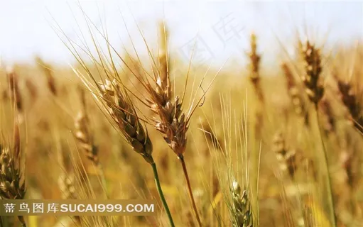 麦穗摄图片