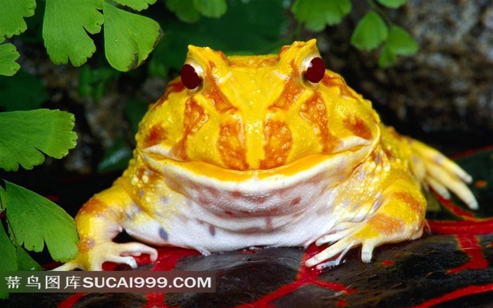 蛤蟆摄影图片素材