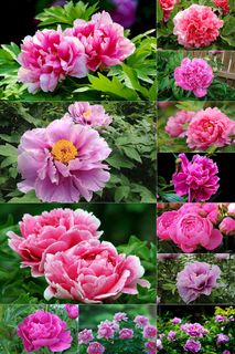 40张牡丹花图片集合