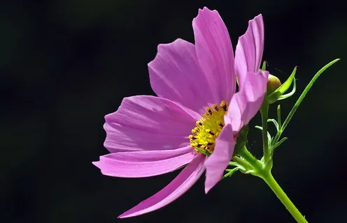 格桑花高清图片 格桑花高清图片