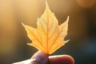 秋天黄叶手拿一片叶子摄影图