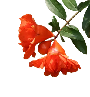 免抠花朵,红色,鲜艳,植物,设计,石榴花 免抠花朵,红色,鲜艳,植物,设计,石榴花