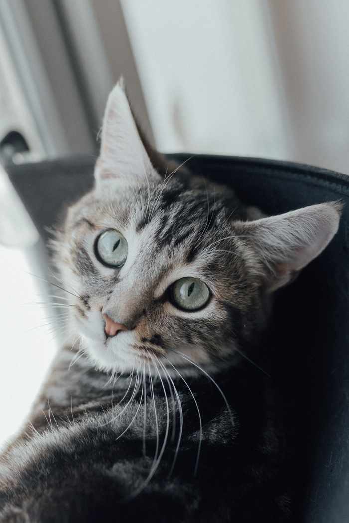 可爱猫咪猫猫摄影素材