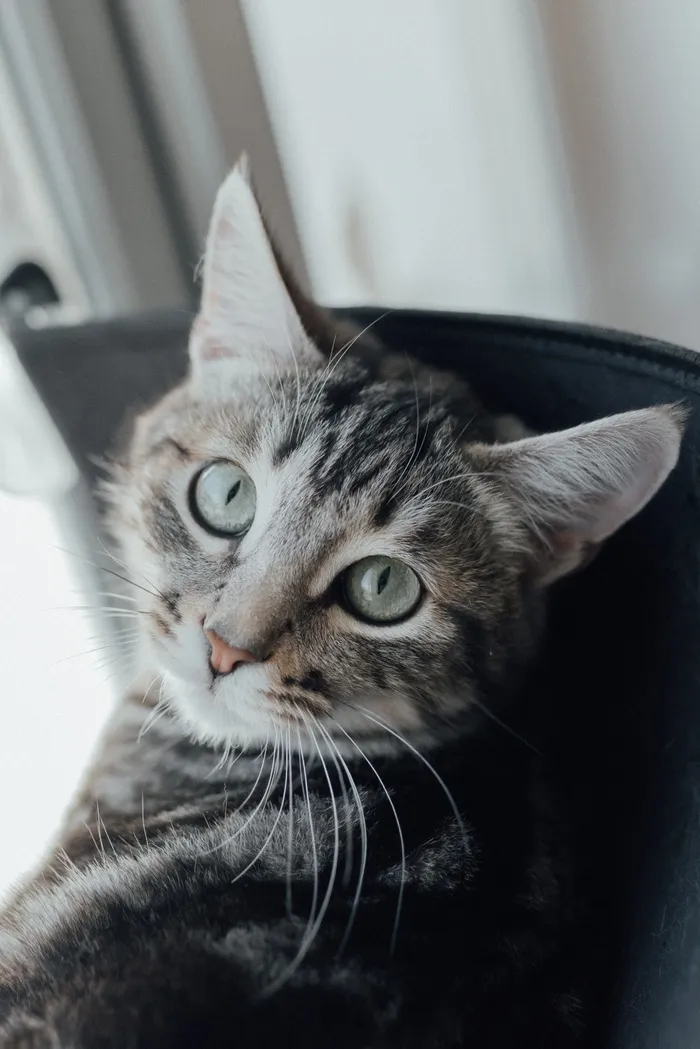 可爱猫咪猫猫摄影素材