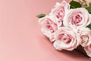 情人节玫瑰花素材