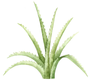 盆栽花草植物免扣植物水彩插画设计素材