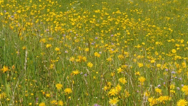 花草甸, 草地, 花, 称重, 移动, 在风中, 盛开