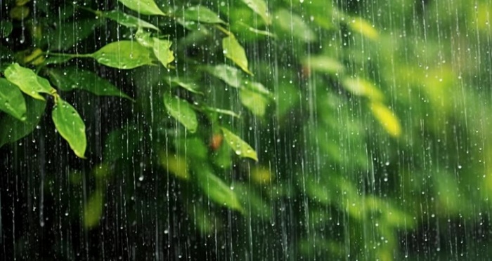 下雨天树叶绿色背景