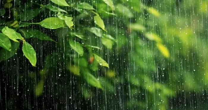 下雨天树叶绿色背景