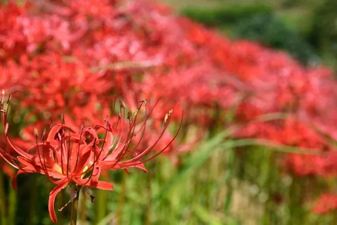 彼岸花花海图片 彼岸花花海图片