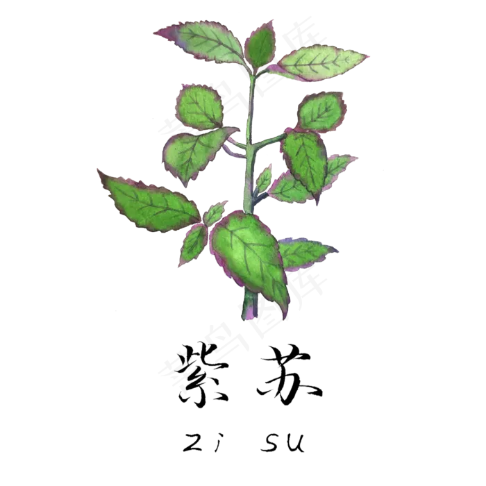 手绘草本中药药材紫苏