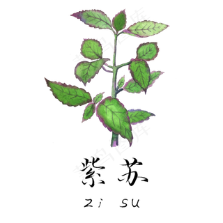 手绘草本中药药材紫苏