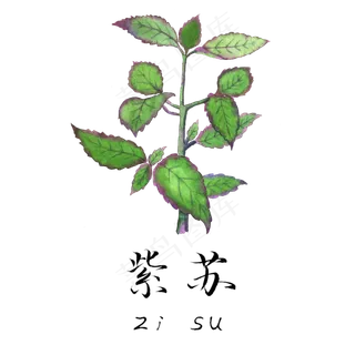手绘草本中药药材紫苏