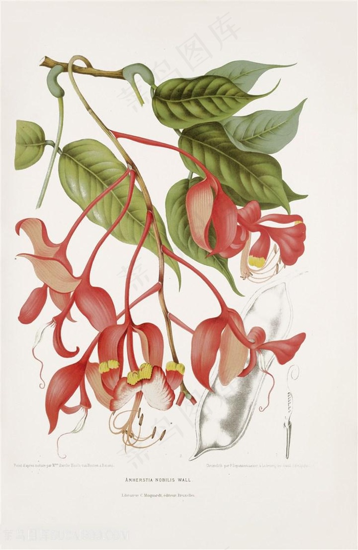 植物与花卉插画图片