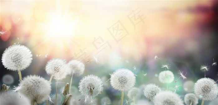 唯美背景上的蒲公英高清图片