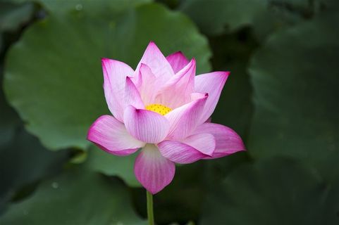 唯美粉色荷花图片 唯美粉色荷花图片