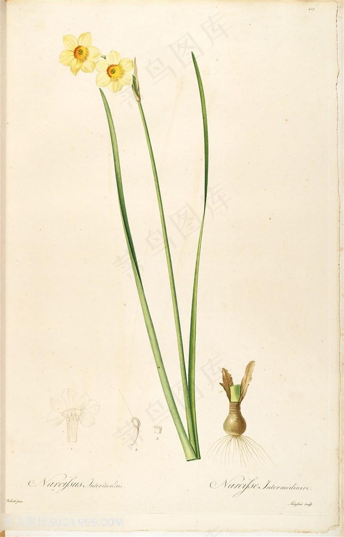 雷杜德原版高清小黄花唯美花草图谱