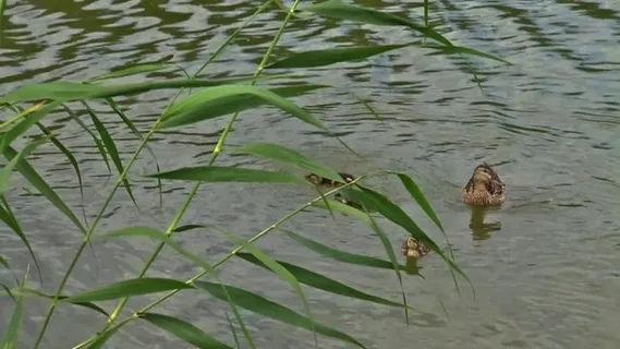 小鸭子, 湖, 芦苇, 自然, 池塘, 反射, 夏天, 鸭