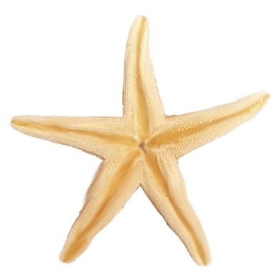 海星 PNG免抠(392x393)