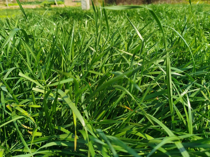 好心情，绿油油的草地给人一种生机勃勃的景象