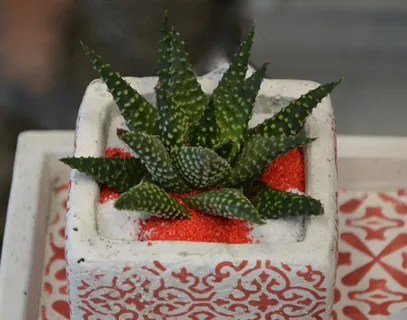 精美芦荟盆栽图片