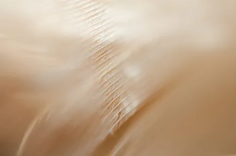 极简轻奢羽毛背景纹理简约高端底纹