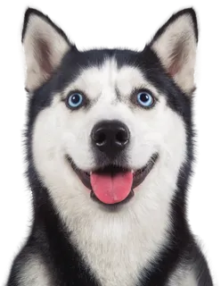 免扣素材实物狗狗摄影