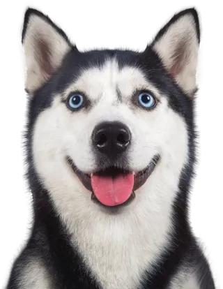 免扣素材实物狗狗摄影