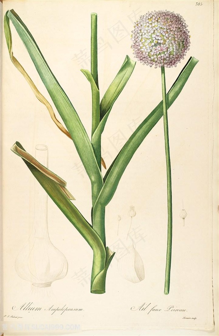 雷杜德原版高清花草绿叶花球图谱素材