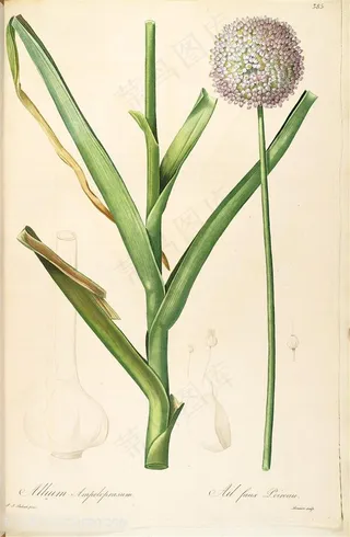 雷杜德原版高清花草绿叶花球图谱素材