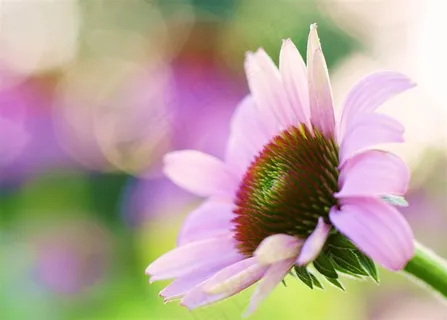 唯美雏菊鲜花高清摄影图片 唯美雏菊鲜花高清摄影图片