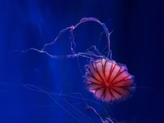 蓝色底海洋生物高清图片
