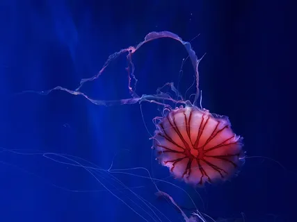 蓝色底海洋生物高清图片 蓝色底海洋生物高清图片