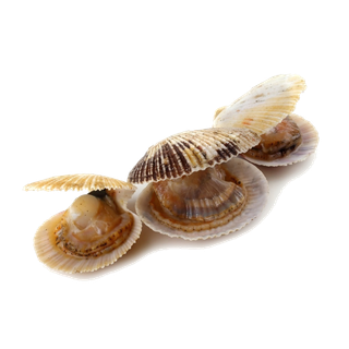 螺贝类带壳类(55)海鲜超市商品红酒白底图免抠实物摄影png格式图片透明底